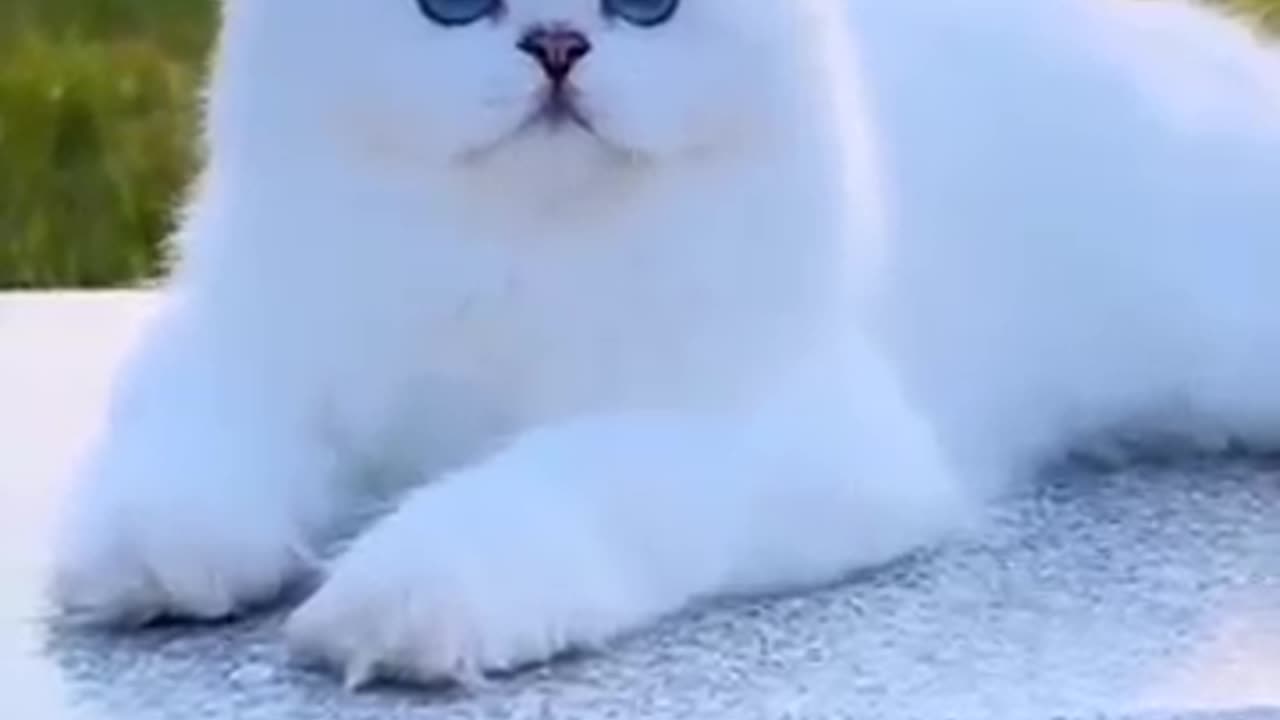 Cute little cat