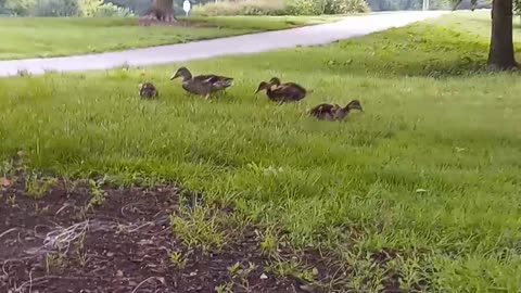 MAMA DUCK N Ducklings