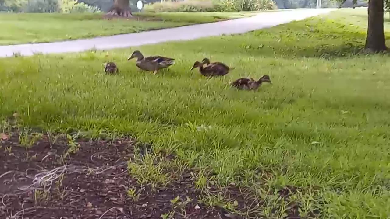 MAMA DUCK N Ducklings