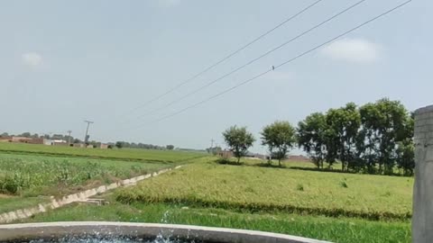 Exploring Rice fields of village