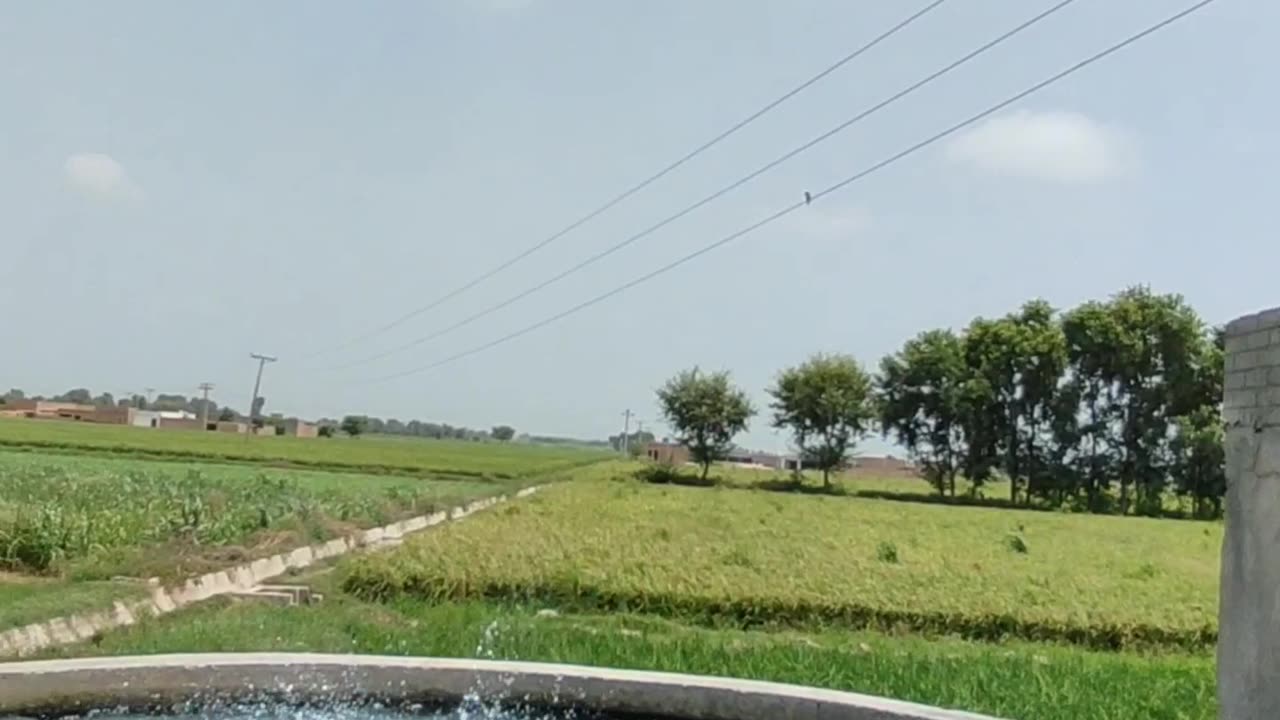 Exploring Rice fields of village