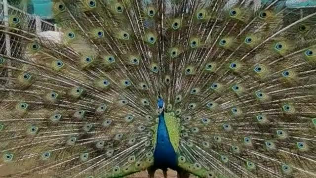 The beautiful peacock