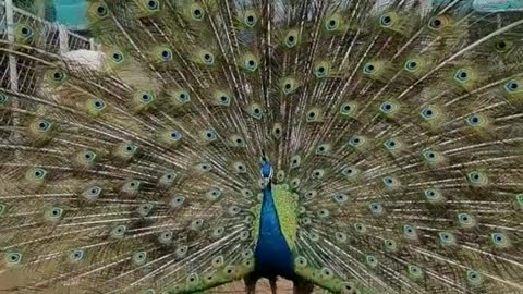 The beautiful peacock