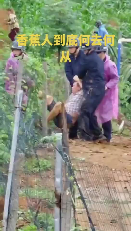 Este homem foi preso por plantar banana em vez de cana. Depois, sua plantação foi destruída