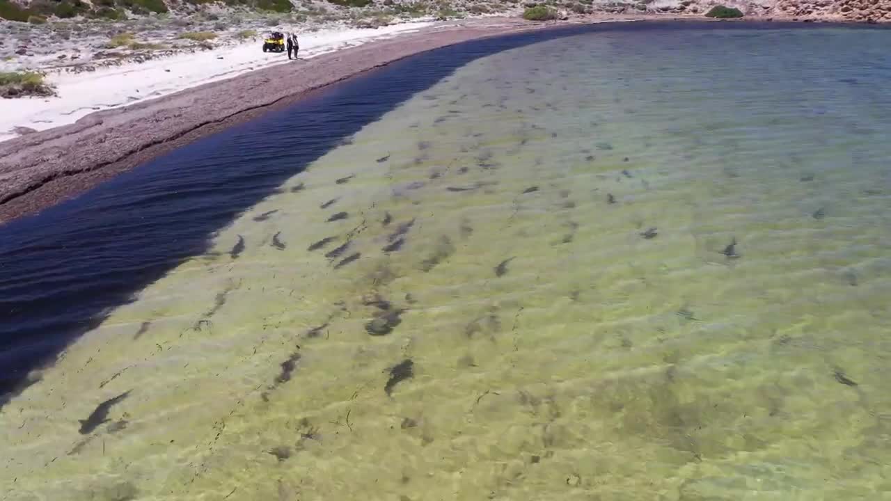 School of Sharks in the Bay || ViralHog