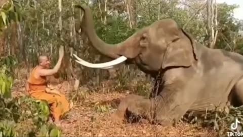 The elephant is having fun with its owner