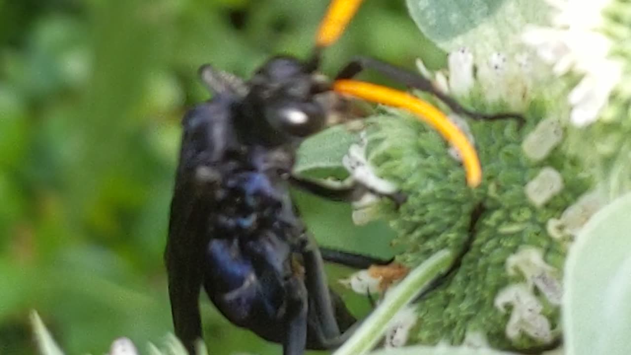 Spider wasp on mountain mint