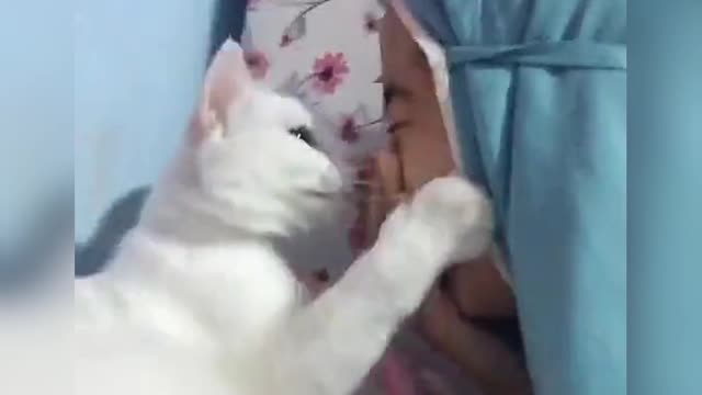 cute cat videos,funny cat videos