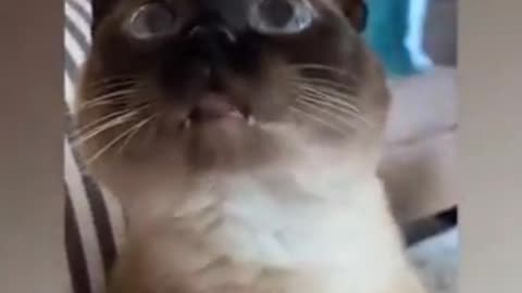 Funny cats short enjoy