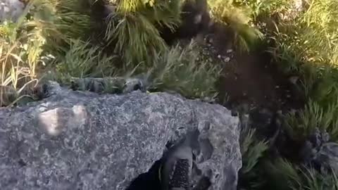 Rock climber fights off bear on cliff edge