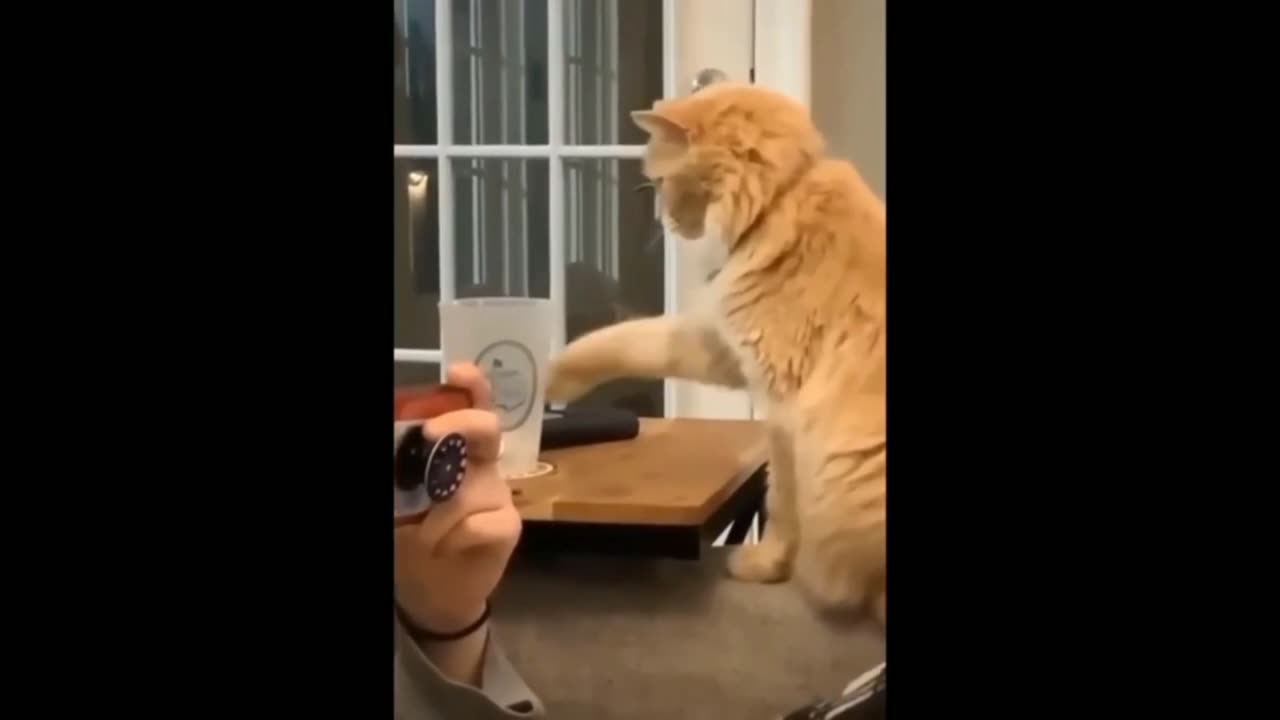 Funny cat video