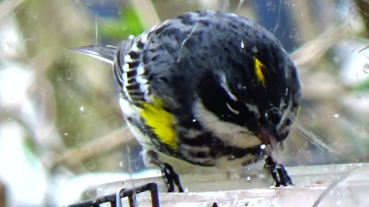 Yellow-rumped warbler