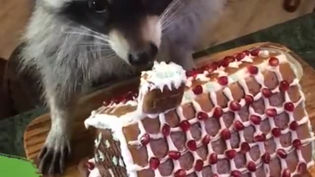 Raccoon eats the chimneyof this gingerbread house