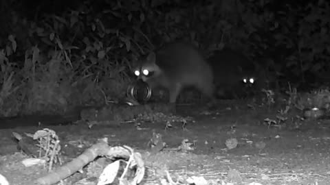 EA S28 - Jumpy Coon