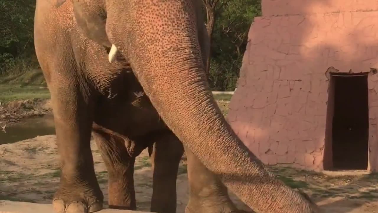 Elephant is in happy mood