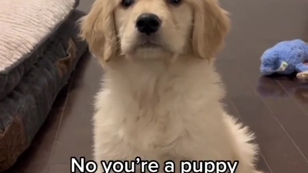 Is she a Puppy or Potato? 🐶 🥔 #dogshorts #puppy #dogs #goldenretriever #puppies #puppyvideos