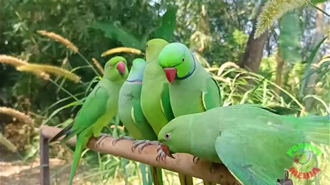 Talking parrot beautiful nature view