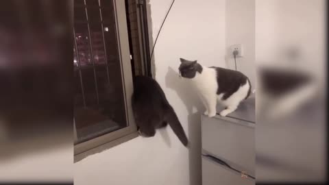 Funny Cats Pets at Funny moments