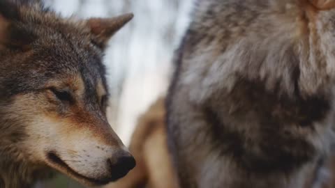 Beautiful Wolves | Animal Scenes