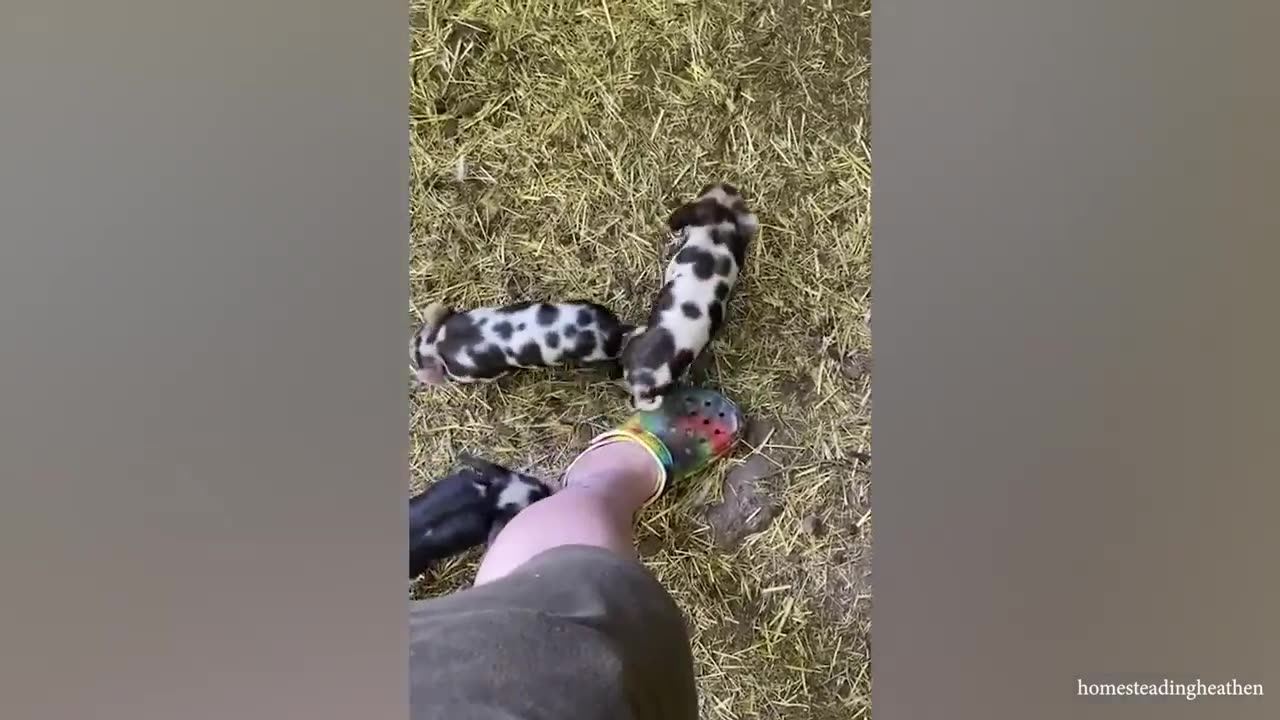 Animal funny video