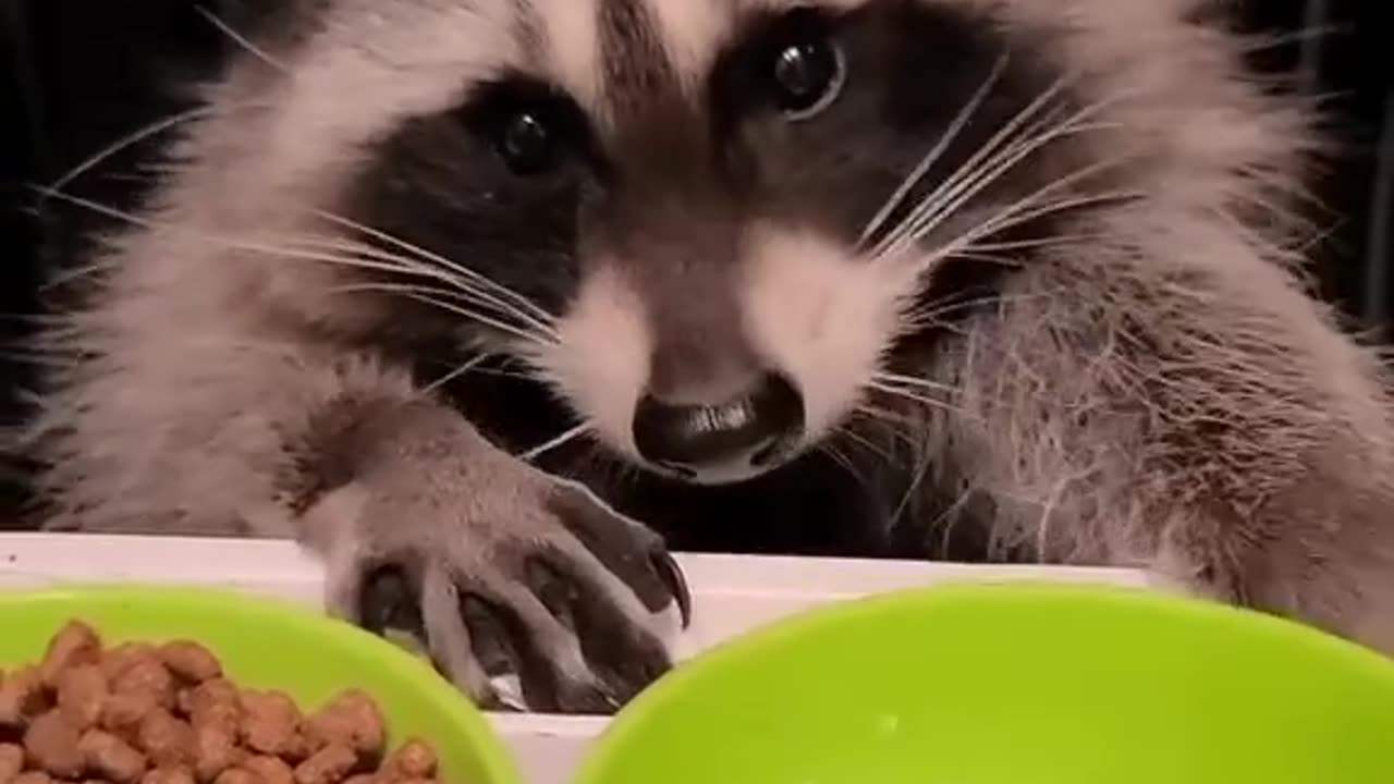 Raccoon coming around for lunch funny
