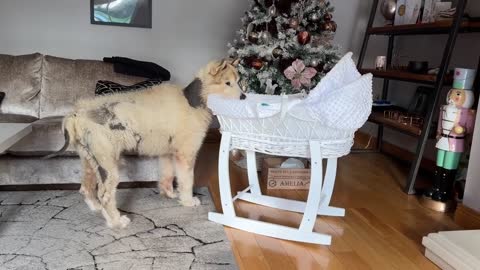 Curious Dog And Cat Bond With Newborn Baby! He Rocks Him To Sleep! (Cutest Ever!!)