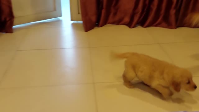 Golden Reaction to New Puppy