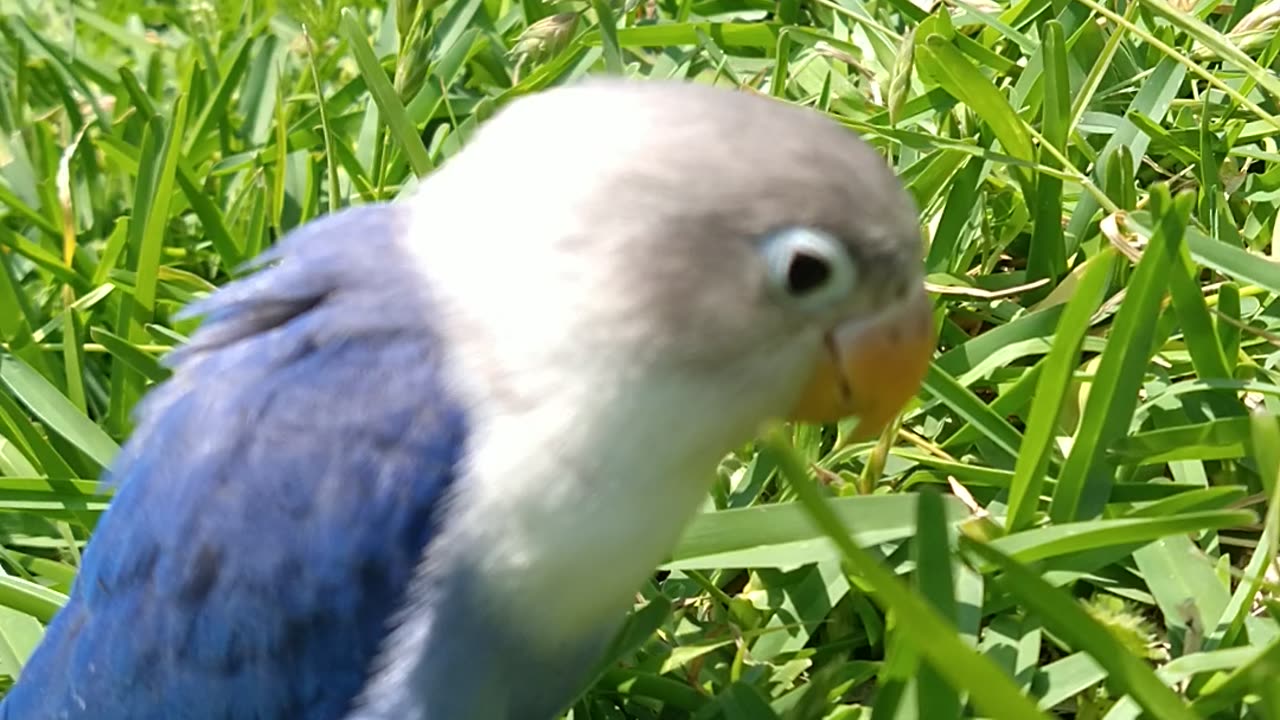 Lovebird black mask enjoying at grass