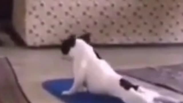 Cute dog doing Yoga