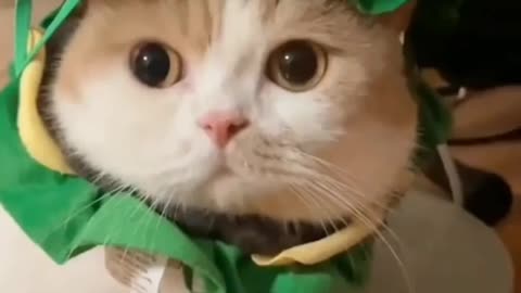 Eat cat