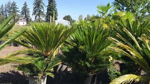 Giant sago palms in Oregon