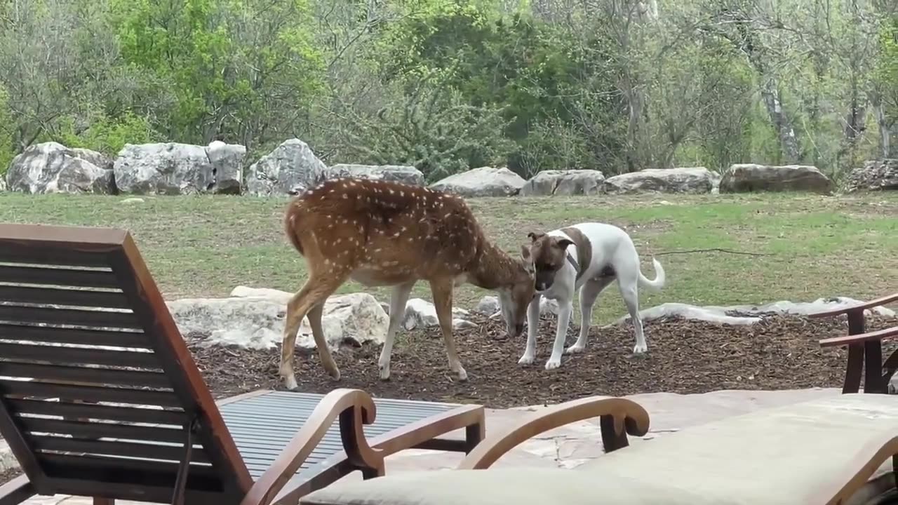 Rescue deer and dog interact with each other