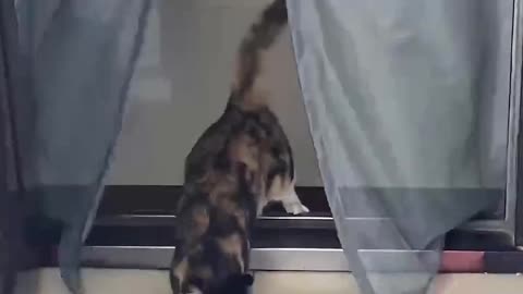 Cat entry