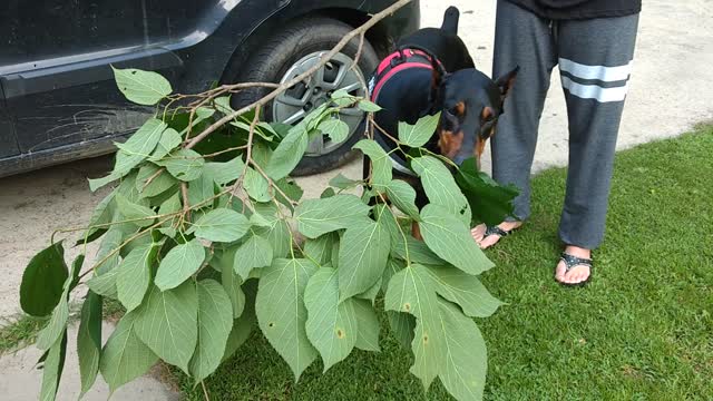 Doberman learns to eat leaves from goat pals