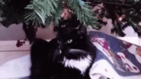 Cute Cat Train Gif! 🚂