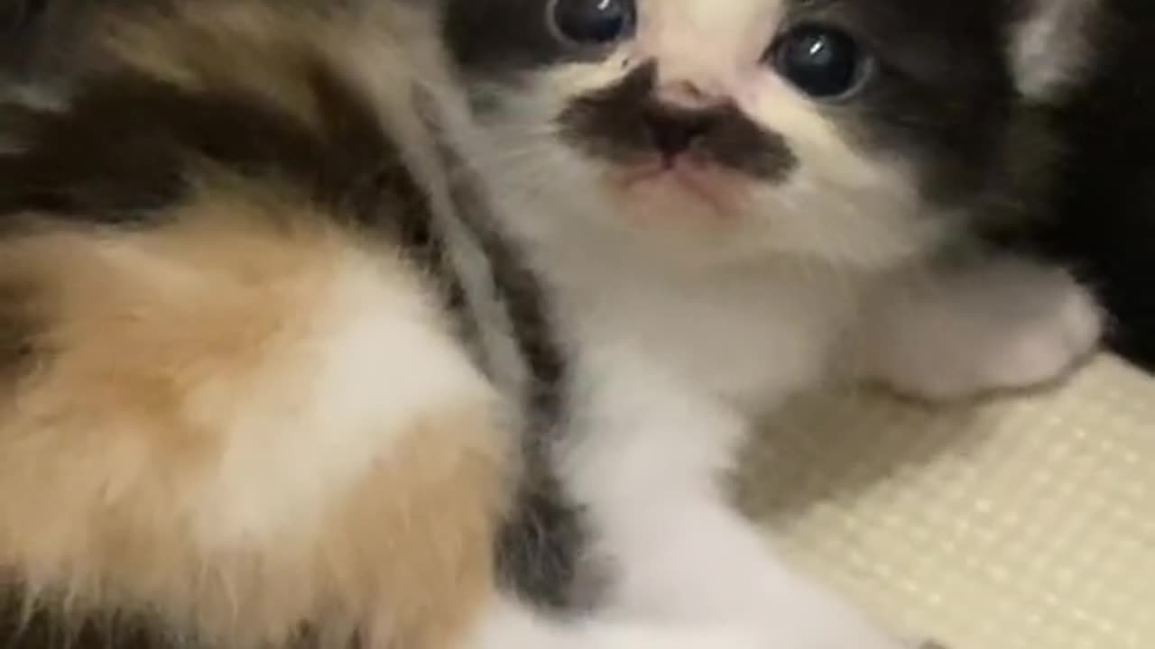 CAT WITH MUSTACHE 😂