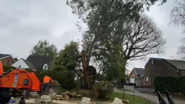 Eucalyptus fell .