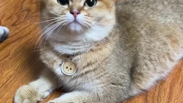 How about this cat food