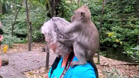 Tourist's nose is pulled hard by a monkey in Indonesia.