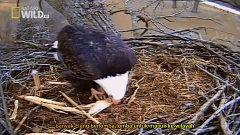 Wild eagle life