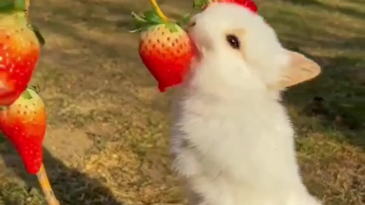 Ops rabbit stole the strawberry..