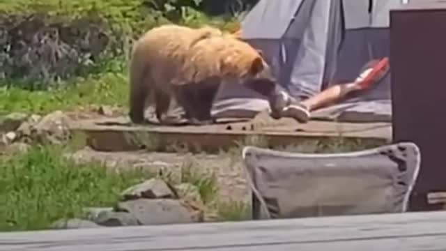 Bear vs Man