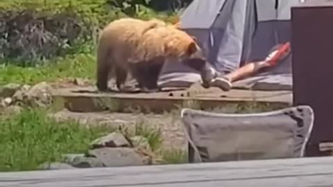 Bear vs Man