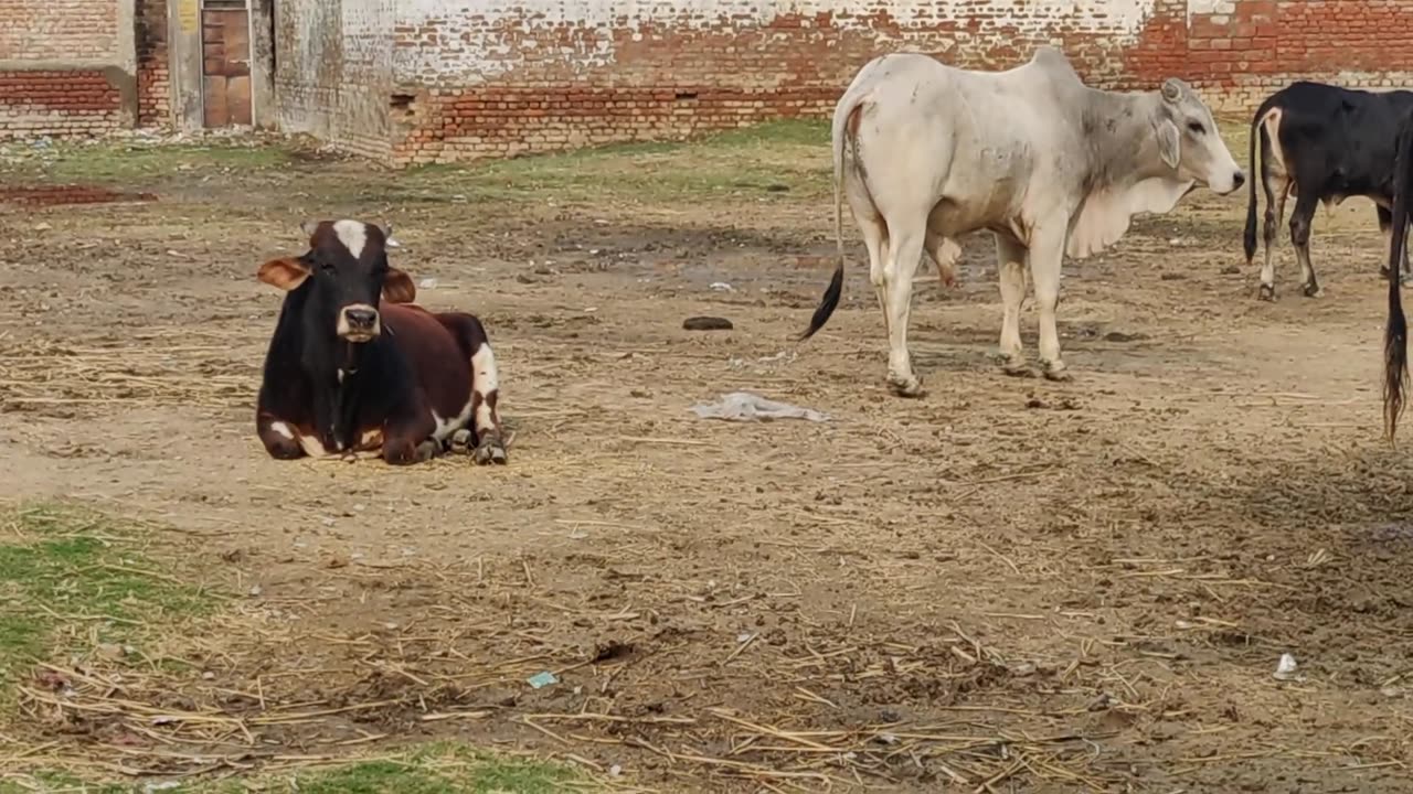 Bullfighting