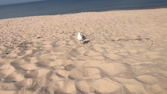 Pure Michigan, The Birds at Sunset Beach