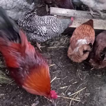 Breakfast time for the chickens