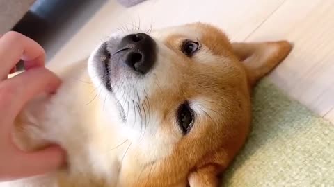 Cute toys, cute dogs, cute things