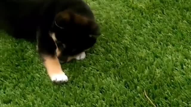 It's said that a liar is a puppy, but a puppy won't lie