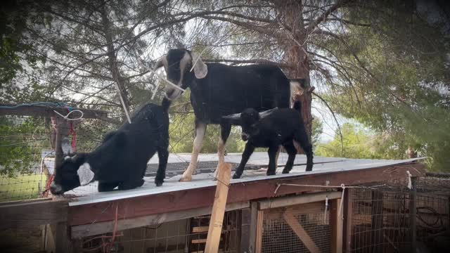 307 Funny Farm - Goats On De Roof