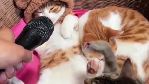 Funny & Cute Cats Compilation (TikTok) #shorts 😻